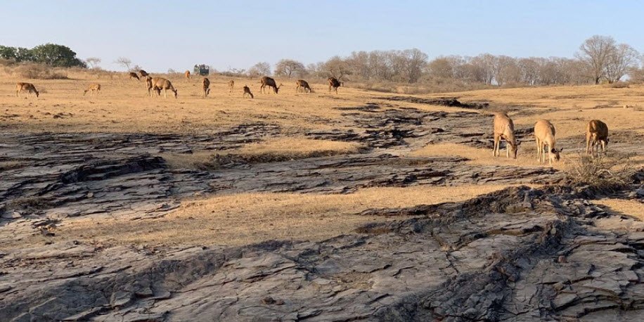Kheoni Wildlife Sanctuary, Dewas, Madhya Pradesh - Vushii.com